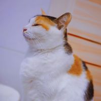 Kin